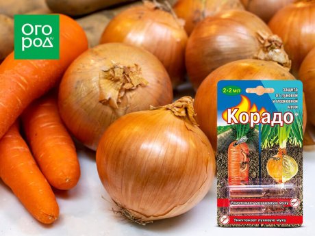 Как защитить лук и морковь от вредителей: эффективные решения