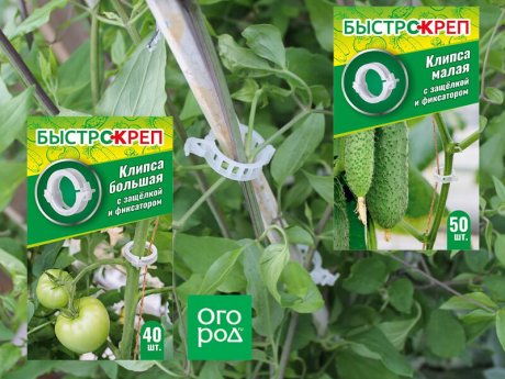 Как избежать поломки стеблей? Лучшие приспособления для подвязки томатов и огурцов