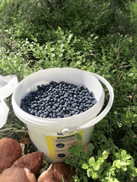 Черничное настроение в лесах под Петербургом. Где найти ягоду и как вкуснее съесть Черничное настроение в лесах под Петербургом. Где найти ягоду и как вкуснее съесть