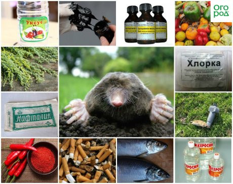 Как прогнать кротов с участка весной