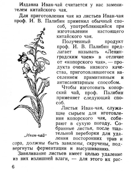 Иван да сахар. Почему Ленобласть можно назвать родиной поддельного чая Иван да сахар. Почему Ленобласть можно назвать родиной поддельного чая