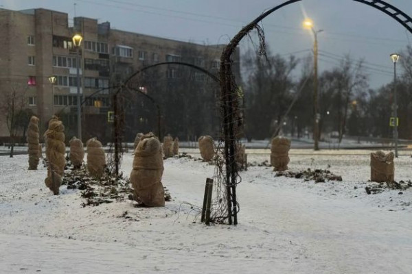 Зачем закрывать туи на зиму, если декабрь такой теплый Зачем закрывать туи на зиму, если декабрь такой теплый