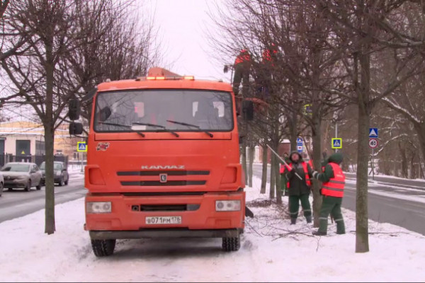 В Петербурге обрежут более 50 тысяч деревьев — жителям объяснили, зачем В Петербурге обрежут более 50 тысяч деревьев — жителям объяснили, зачем
