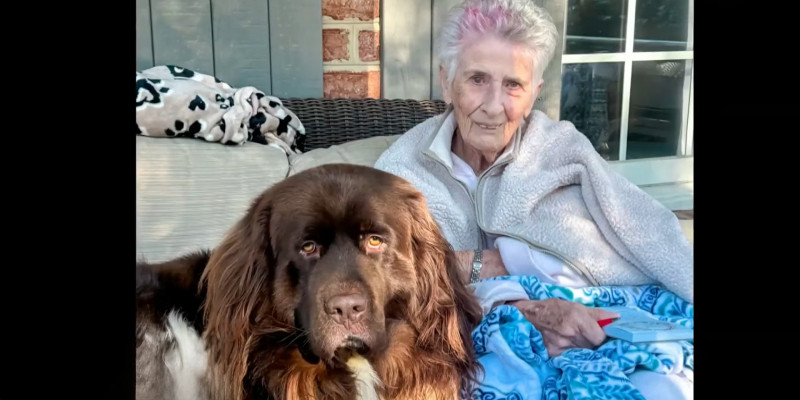 96-летняя американка нашла необычного садовника &mdash; огромный пёс копает ей лунки под&nbsp;цветы