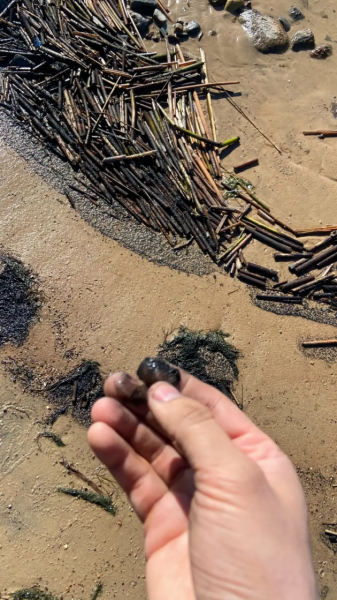 Черная вязкая жижа. Депутат ЗакСа Ленобласти испачкал руки там, где грязи не нашла экомилиция
