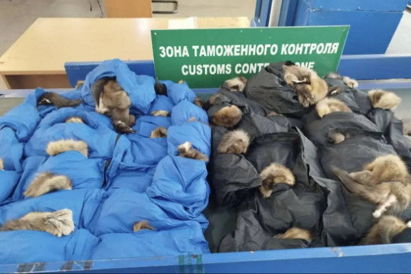 Москвич пересылал в Китай элитный мех под прикрытием обычных курток. В квартире нашлись тысячи соболиных шкур
