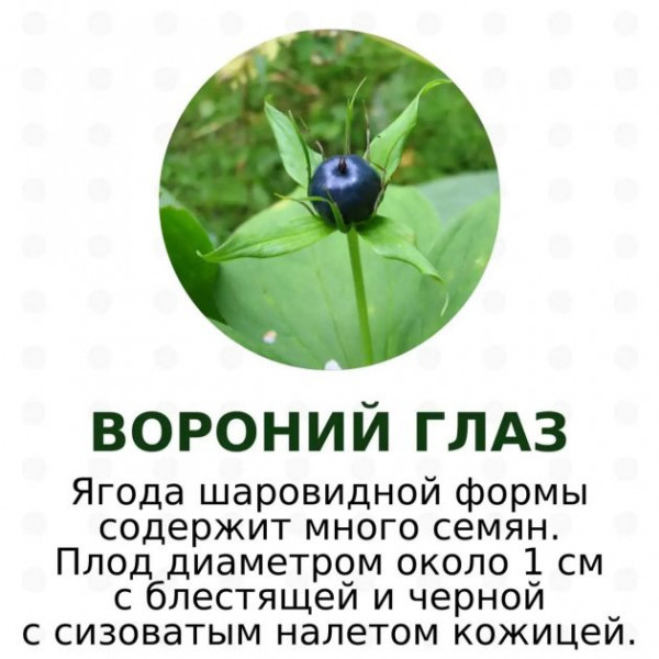 Красивые и очень ядовитые. Какие ягоды не стоит собирать в лесах Ленобласти и Карелии - фото