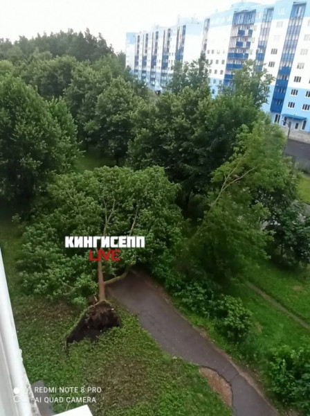 Вместе с жарой в Ленобласть пришли град и деревопад - фото и видео
