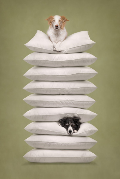 22 ярких фото с&nbsp;питомцами: объявлены финалисты конкурса International Pet Photography Awards 2026