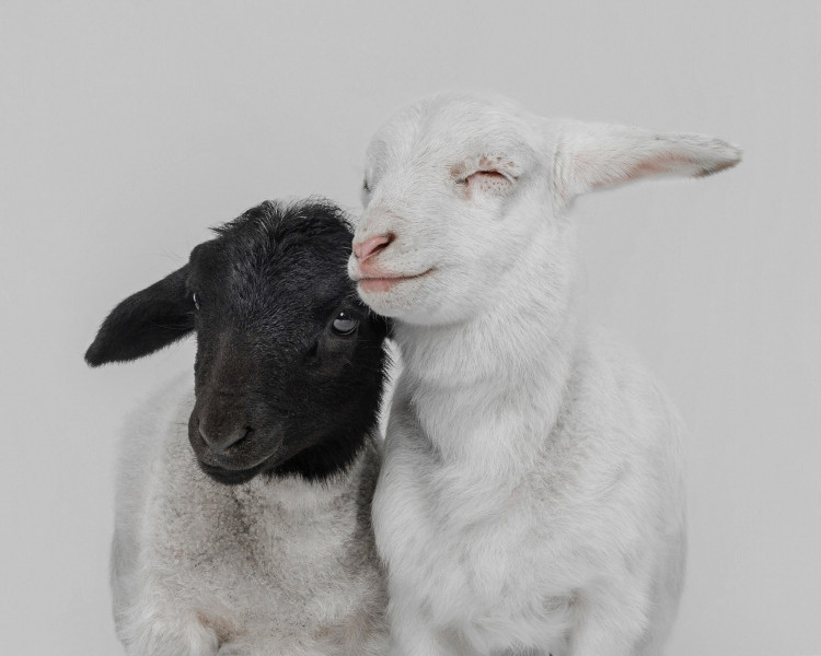 22 ярких фото с&nbsp;питомцами: объявлены финалисты конкурса International Pet Photography Awards 2026