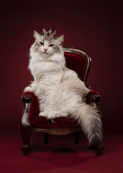 22 ярких фото с&nbsp;питомцами: объявлены финалисты конкурса International Pet Photography Awards 2026