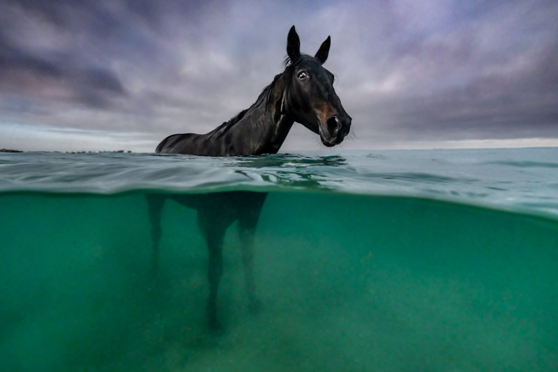 22 ярких фото с&nbsp;питомцами: объявлены финалисты конкурса International Pet Photography Awards 2026