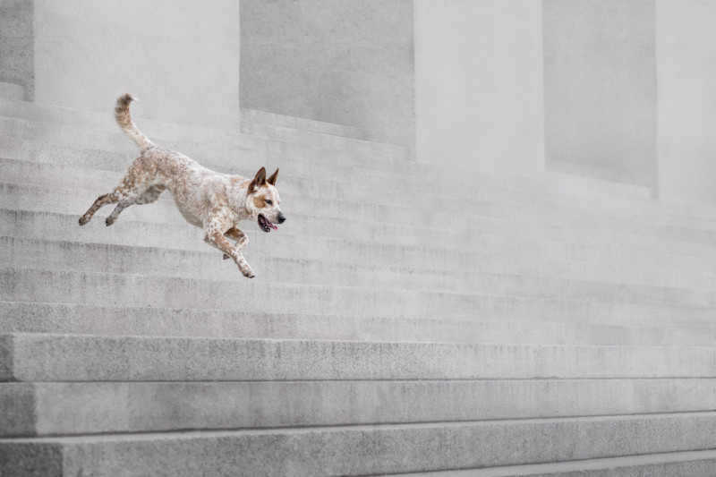 22 ярких фото с&nbsp;питомцами: объявлены финалисты конкурса International Pet Photography Awards 2026