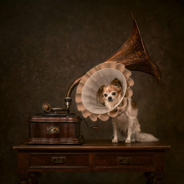 22 ярких фото с&nbsp;питомцами: объявлены финалисты конкурса International Pet Photography Awards 2026