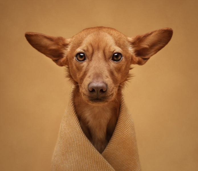 22 ярких фото с&nbsp;питомцами: объявлены финалисты конкурса International Pet Photography Awards 2026