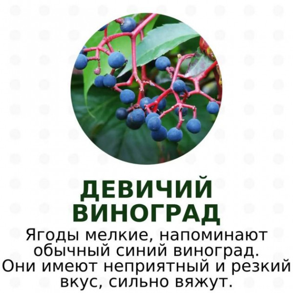 Красивые и очень ядовитые. Какие ягоды не стоит собирать в лесах Ленобласти и Карелии - фото