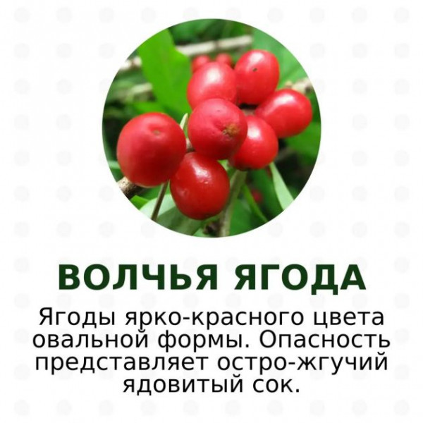 Красивые и очень ядовитые. Какие ягоды не стоит собирать в лесах Ленобласти и Карелии - фото