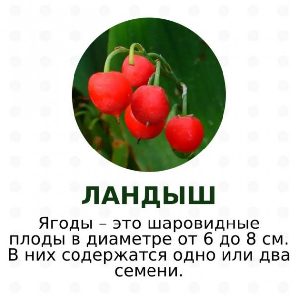 Красивые и очень ядовитые. Какие ягоды не стоит собирать в лесах Ленобласти и Карелии - фото