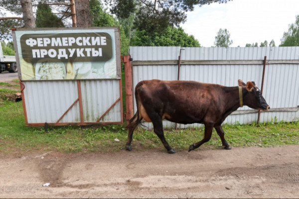 Фермеры во Всеволожском районе смогут вернуть часть трат на корма Фермеры во Всеволожском районе смогут вернуть часть трат на корма