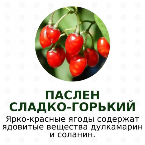 Красивые и очень ядовитые. Какие ягоды не стоит собирать в лесах Ленобласти и Карелии - фото
