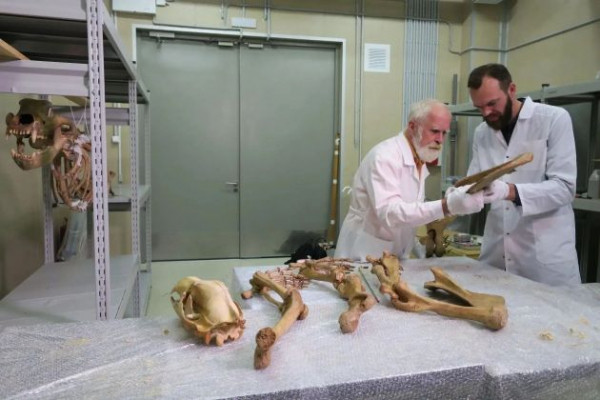 Медвежий скелет с 25-тысячелетней историей привезли ленинградским реставраторам с Урала