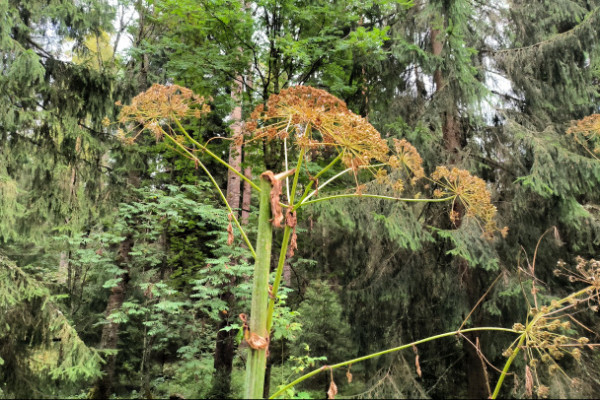 Ленобласть на четверть увеличила площадь борьбы с борщевиком