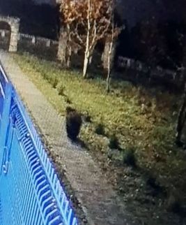 Медведя засняли прямо в микрорайоне Ивангорода&nbsp;