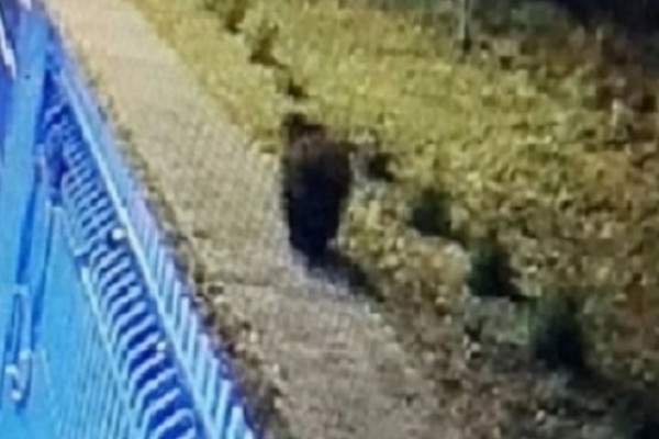Медведя засняли прямо в микрорайоне Ивангорода&nbsp;